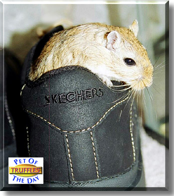 Truffles, the Pet of the Day