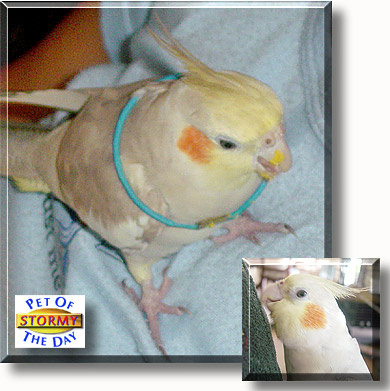 Stormy, the Pet of the Day