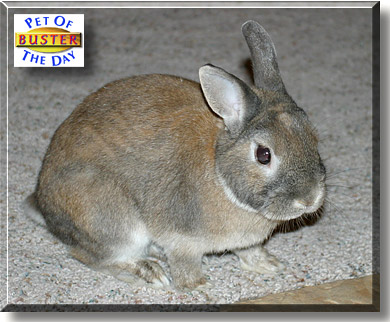 Buster, the Pet of the Day