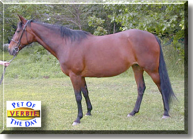 Reverberation, the Pet of the Day