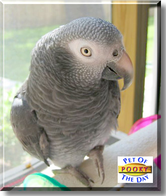 Bailey (Pooky), the Pet of the Day