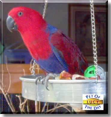 Lucy, the Pet of the Day