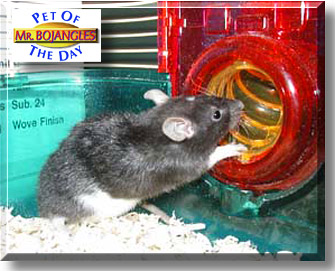Mr. Bojangles, the Pet of the Day