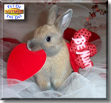 Nutmeg, the Pet of the Day