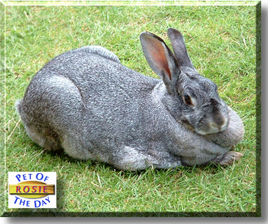 Rosie, the Pet of the Day
