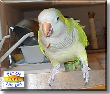 Pepe, the Pet of the Day