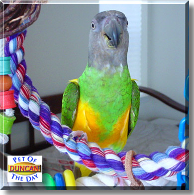 Duncan, the Pet of the Day