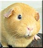 Phoebe the Guinea Pig