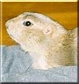 Jabba the Prairie Dog