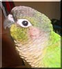 Irie the Green cheeked Conure