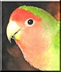 Tuffy the Lovebird