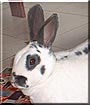 Spice the Rabbit