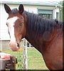 Cozmo the Morgan Arabian cross
