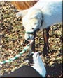 Tuc, Mister Mister the Llama, Cat