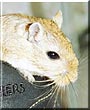 Truffles the Gerbil