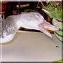 Nibbles the Muscovy Duck