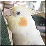 Stormy the Bird
