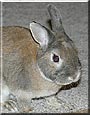 Buster the Dwarf Rabbit