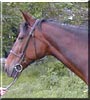 Reverberation the Standardbred Horse