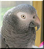 Pooky the Timneh African Grey