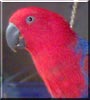 Lucy the Eclectus