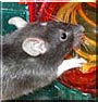 Mr. Bojangles the Dumbo Rat