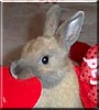 Nutmeg the Netherland Dwarf