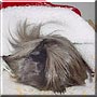 Ringo the Peruvian Guinea Pig