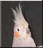 Sadie the Grey Cockatiel