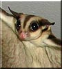 Saffron the Sugar glider