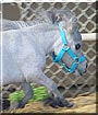 Tiny the Dwarf Miniature Horse