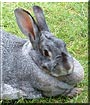 Rosie the Chinchilla Rabbit
