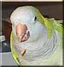 Pepe the Quaker Parrot