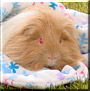 Franny the Longhaired Guinea Pig