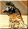 Jocelyn the Chicken