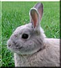 Hazel the Netherland dwarf