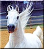Kayoium the Arabian Stallion