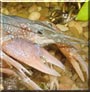 Crusty the Crayfish