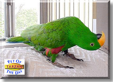 Tarzan, the Pet of the Day