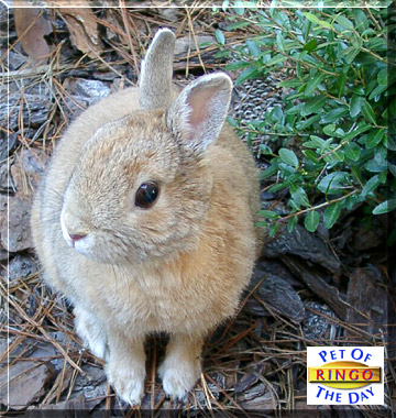 Ringo, the Pet of the Day