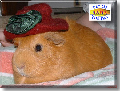 Hank, the Pet of the Day