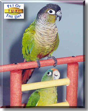 Tu-ki, the Pet of the Day