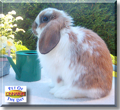 Cinnabun, the Pet of the Day