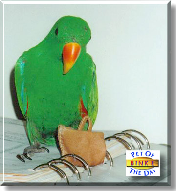 Bink E Berde, the Pet of the Day