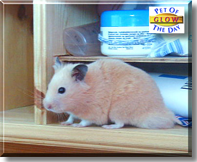 Glow, the Pet of the Day