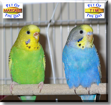 Margalo and Tim, the Pet of the Day