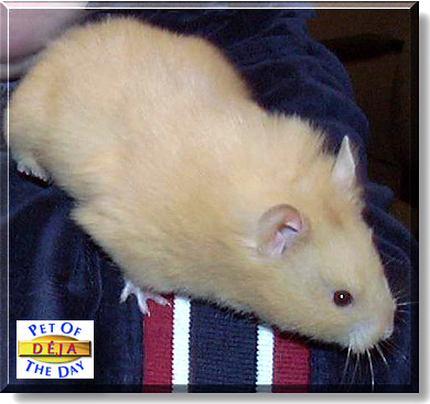 Déja, the Pet of the Day
