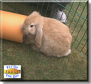 Fudge, the Pet of the Day