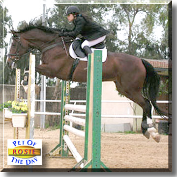 Rosie-Ironada, the Pet of the Day