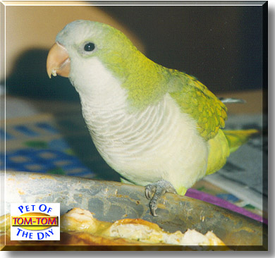 Tom-Tom, the Pet of the Day